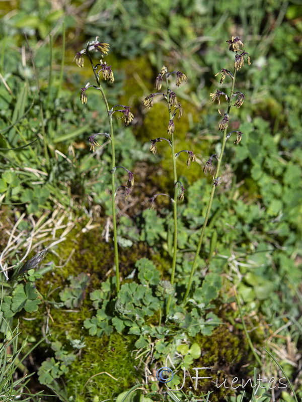 Thalictrum alpinum.10