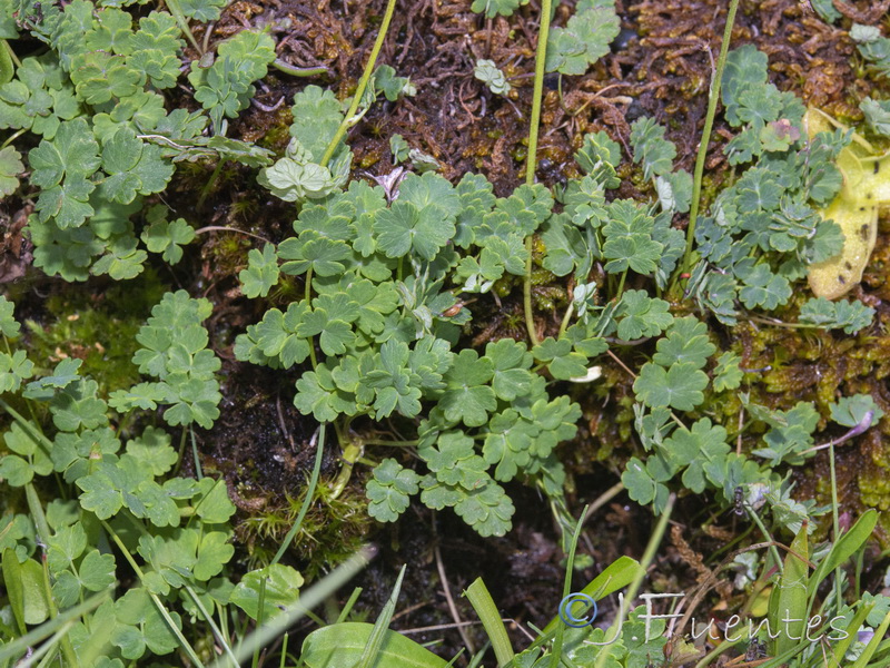 Thalictrum alpinum .02