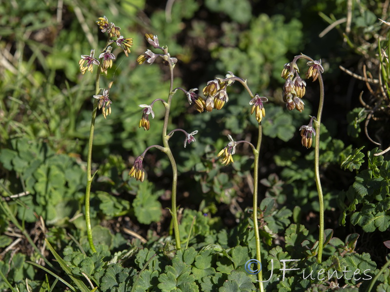 Thalictrum alpinum.16