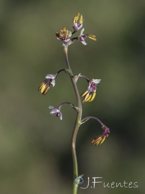 Thalictrum alpinum.19