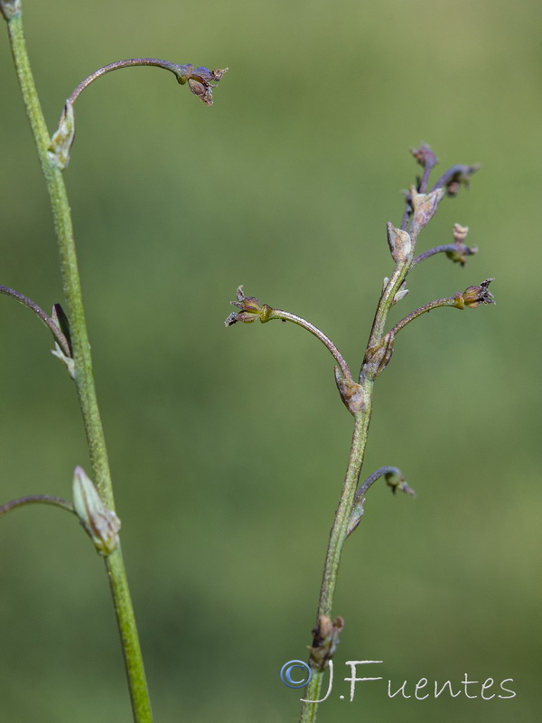 Thalictrum alpinum .06