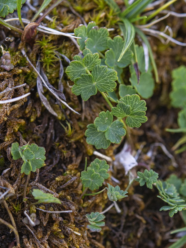 Thalictrum alpinum .03