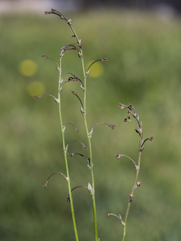 Thalictrum alpinum .05