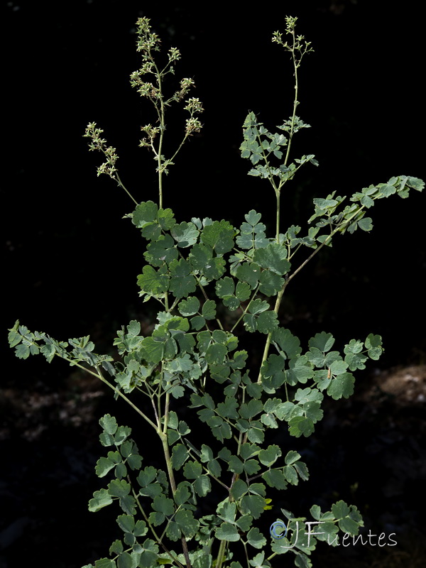 Thalictrum minus pubescens.01