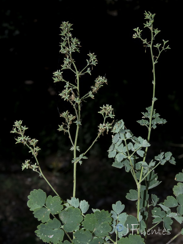 Thalictrum minus pubescens.02