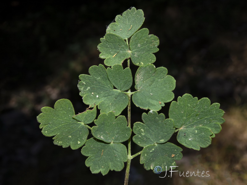 Thalictrum minus pubescens.03
