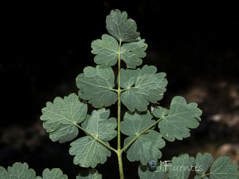 Thalictrum minus pubescens.04