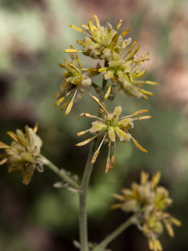 Thalictrum minus valentinum.16