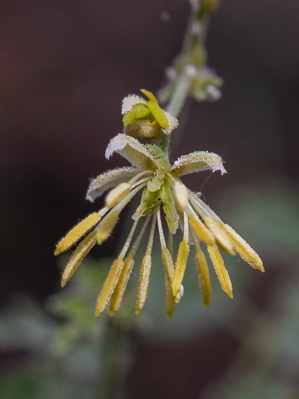 Thalictrum minus valentinum.19