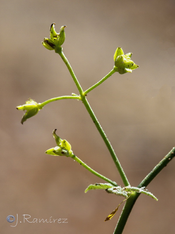 Thalictrum minus valentinum.21