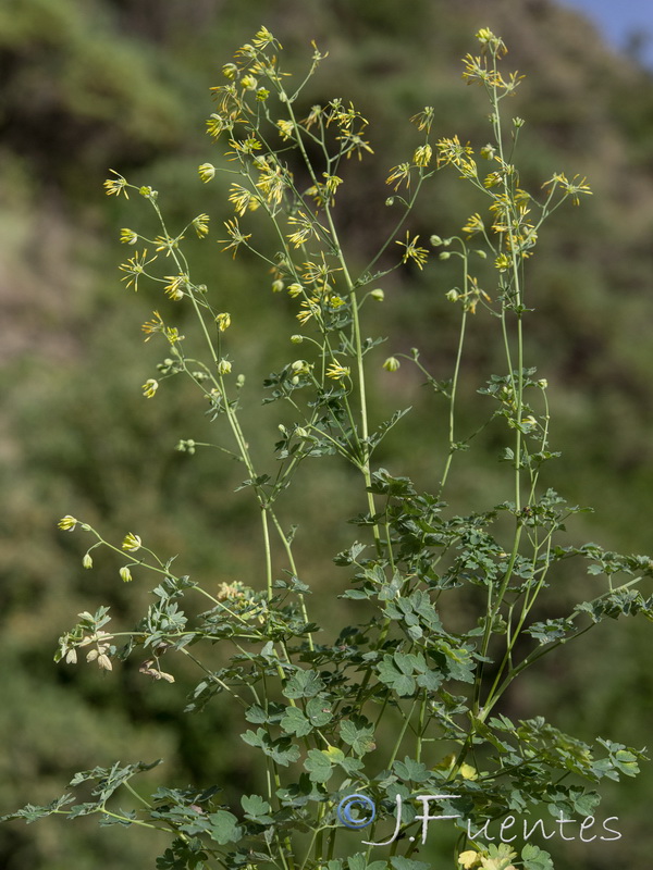 Thalictrum minus valentinum.22