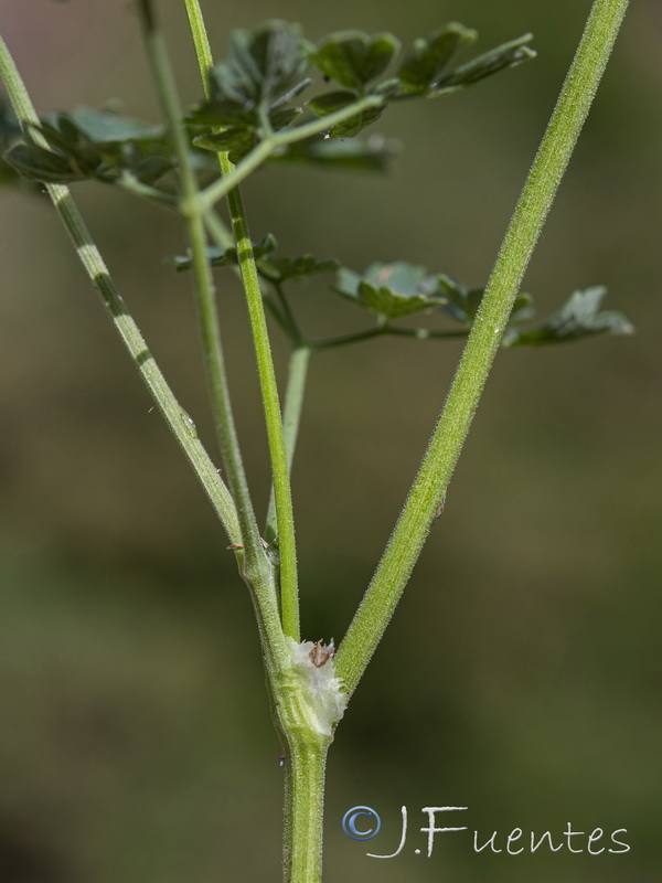 Thalictrum minus valentinum.23