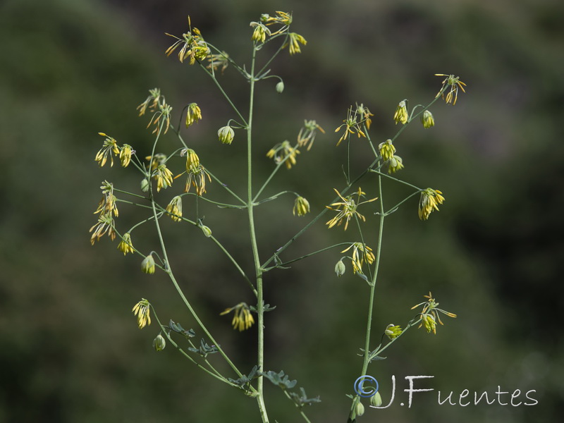 Thalictrum minus valentinum.24