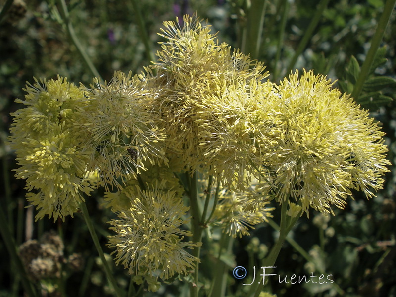 Thalictrum speciosissimum albini.06