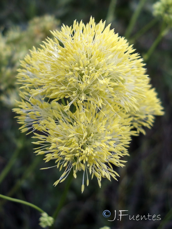 Thalictrum speciosissimum albini.09