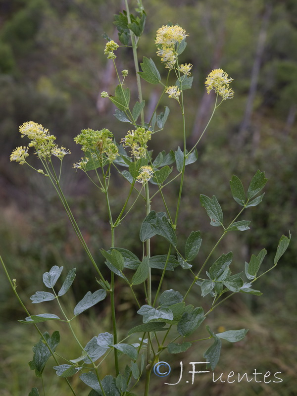 Thalictrum speciosissimum albini.10