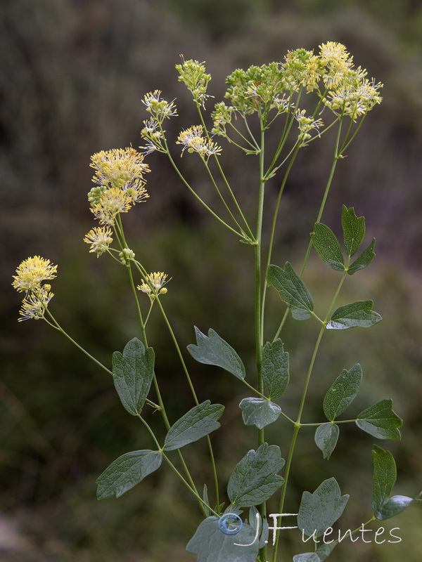 Thalictrum speciosissimum albini.05