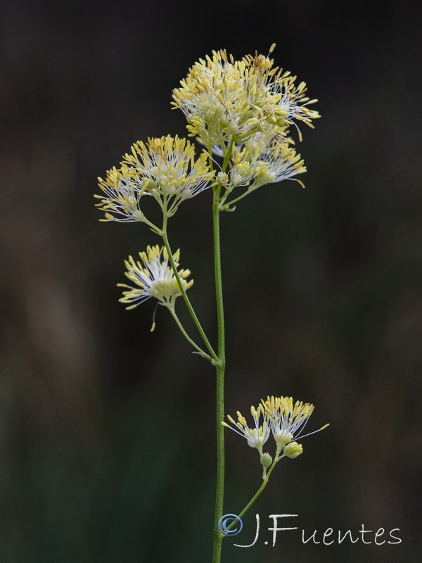 Thalictrum speciosissimum albini.14