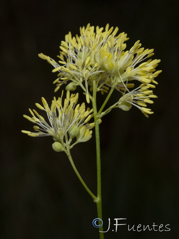 Thalictrum speciosissimum albini.15