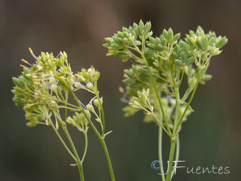 Thalictrum speciosissimum albini.16