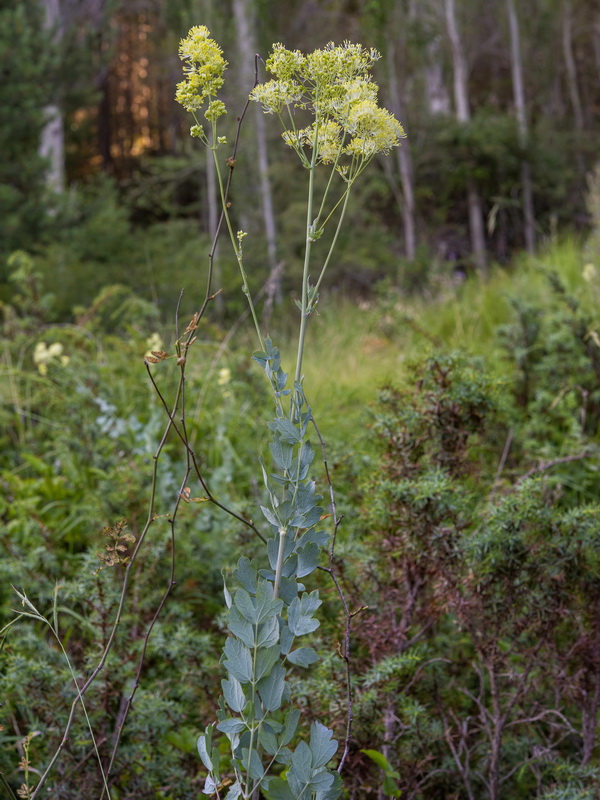 Thalictrum speciosissimum speciosissimum.02