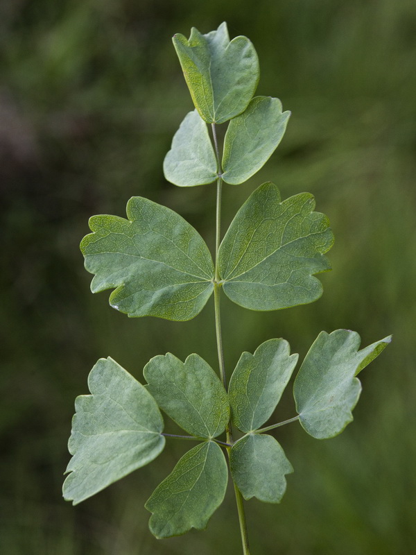 Thalictrum speciosissimum speciosissimum.04