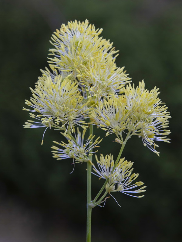 Thalictrum speciosissimum speciosissimum.09