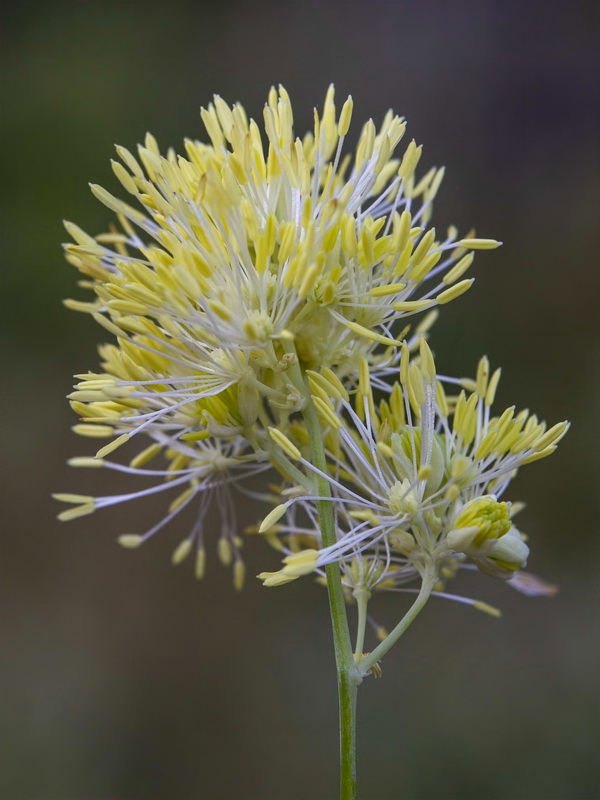 Thalictrum speciosissimum speciosissimum.11