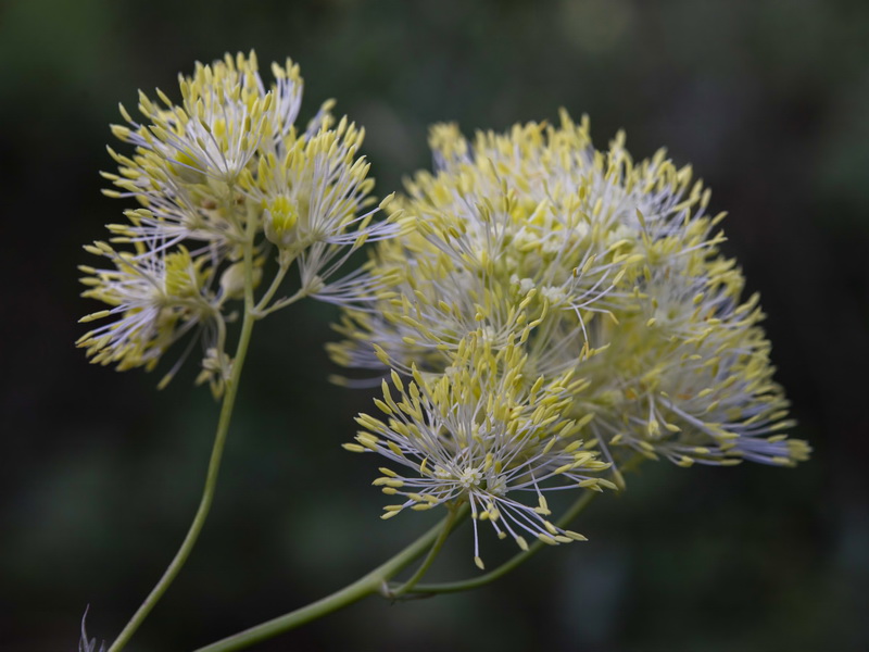 Thalictrum speciosissimum speciosissimum.12