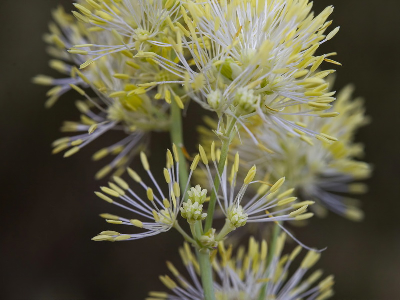 Thalictrum speciosissimum speciosissimum.15