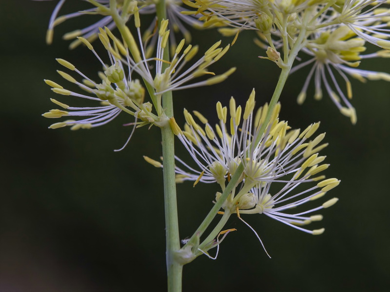 Thalictrum speciosissimum speciosissimum.16