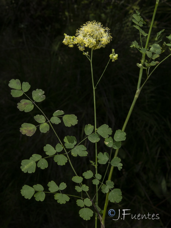 Thalictrum speciosissimum speciosissimum.21