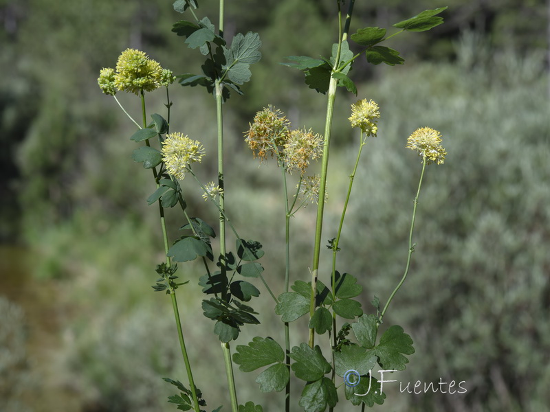 Thalictrum speciosissimum speciosissimum.22