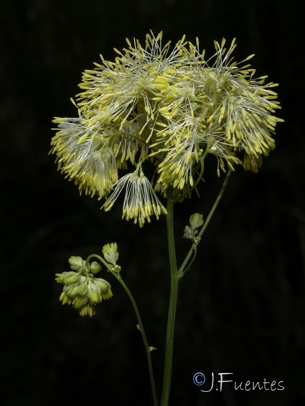 Thalictrum speciosissimum speciosissimum.23