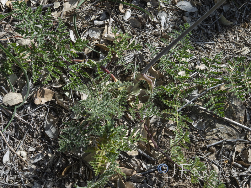 Thapsia minor.04