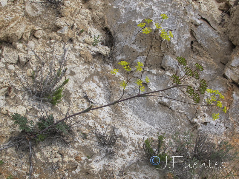 Thapsia nitida.01