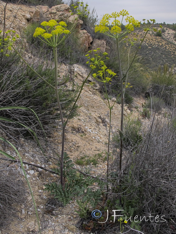 Thapsia nitida.02