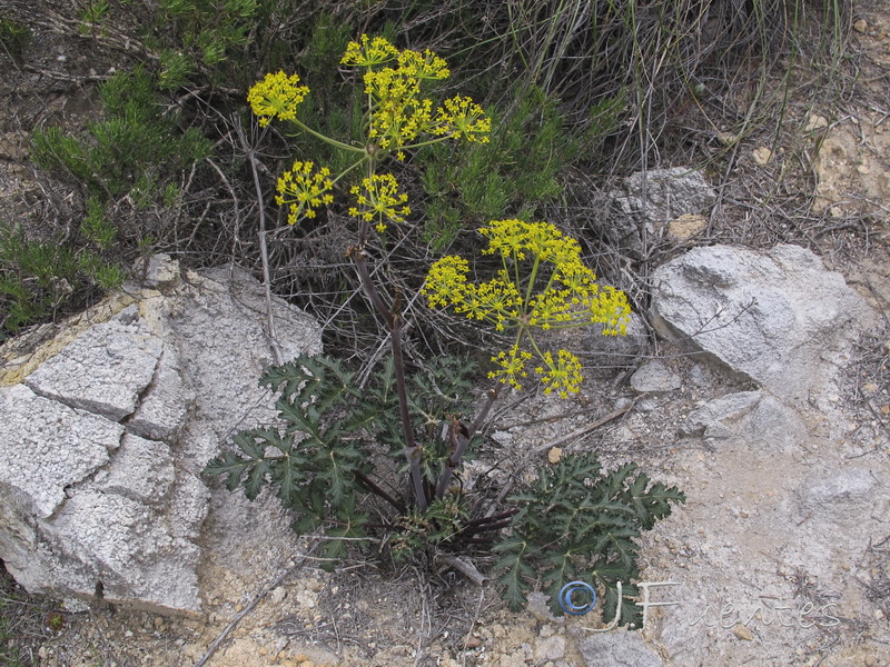 Thapsia nitida.04