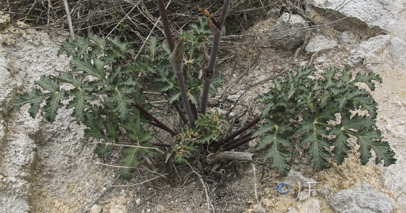 Thapsia nitida.05