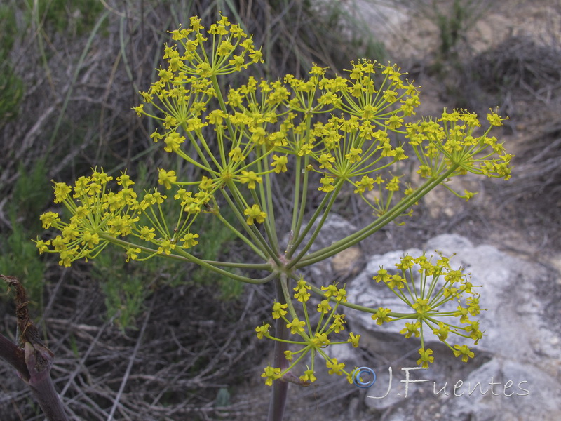 Thapsia nitida.06