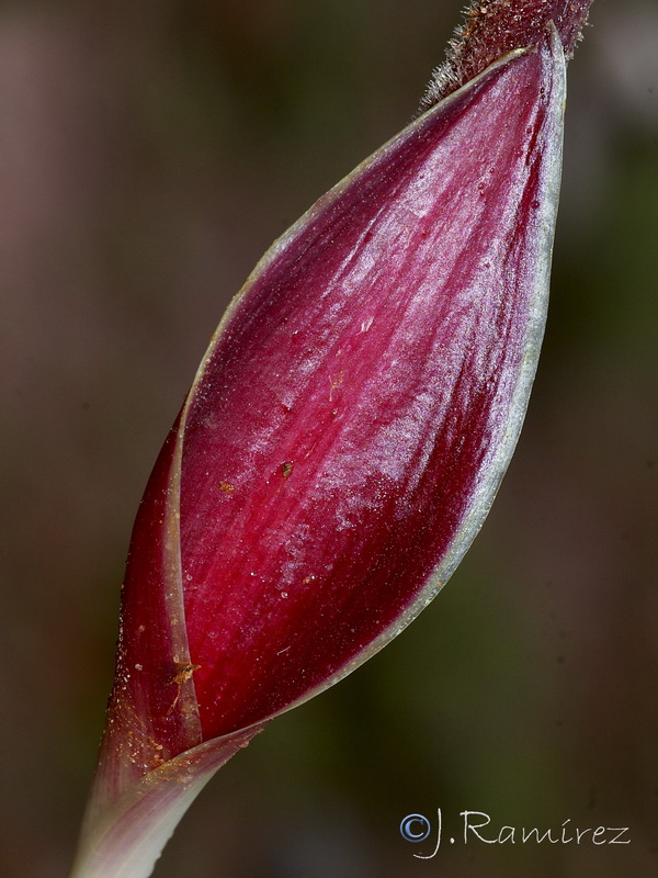 Thapsia nitida.07