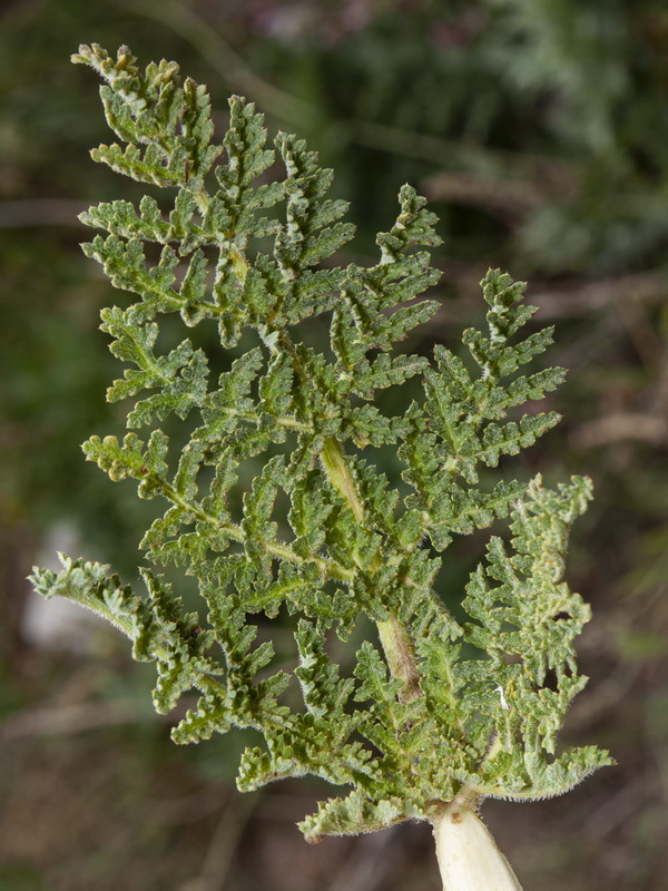 Thapsia villosa.06