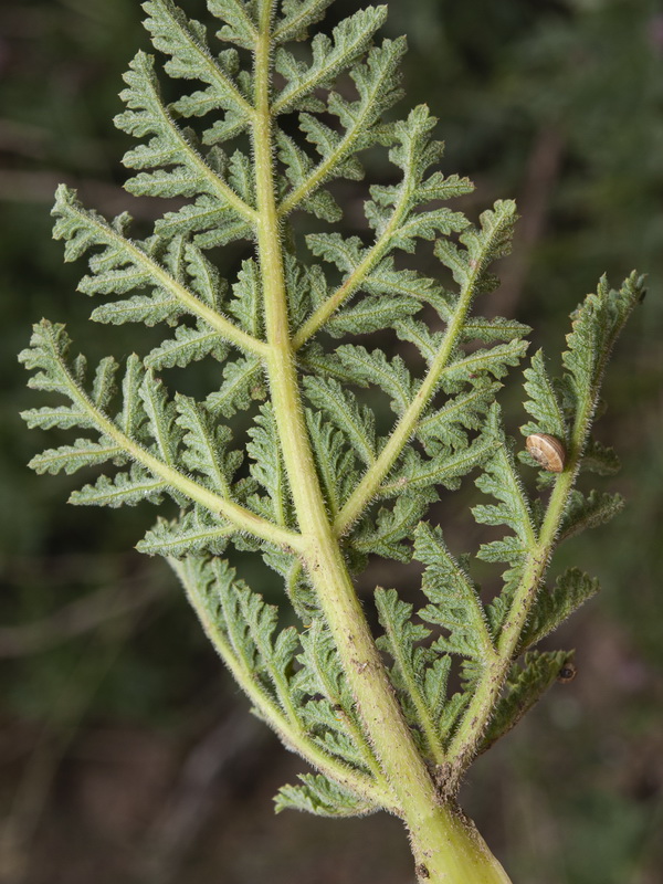 Thapsia villosa.07