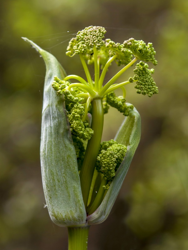 Thapsia villosa.10