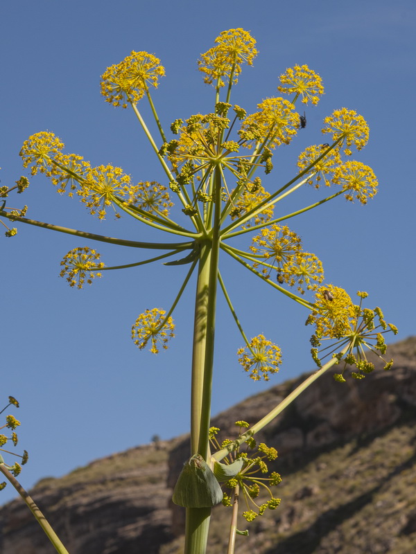 Thapsia villosa.11