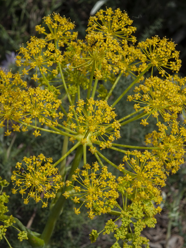 Thapsia villosa.13