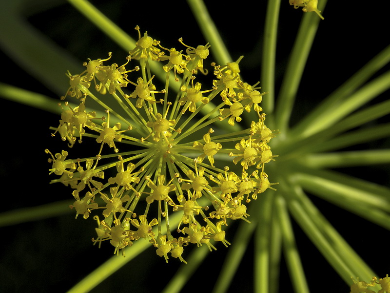 Thapsia villosa.15