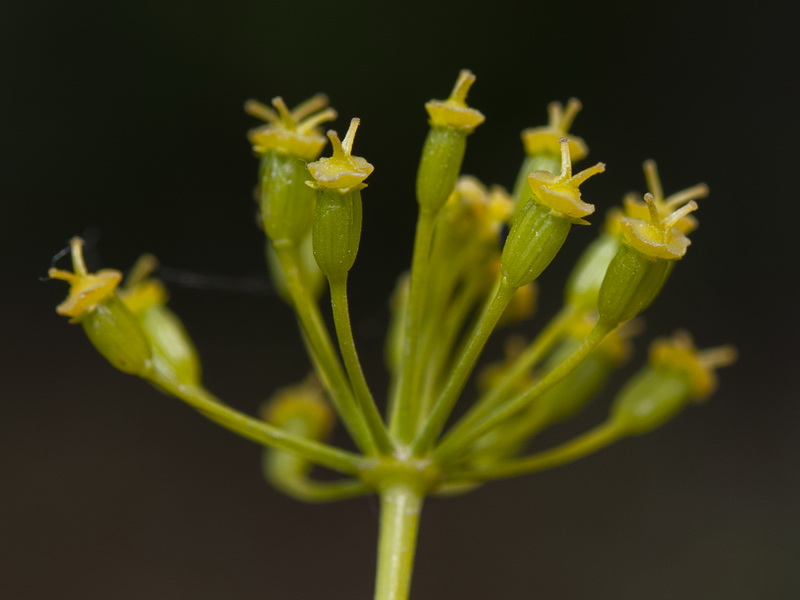 Thapsia villosa.18