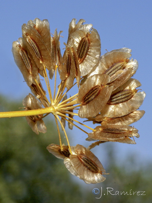 Thapsia villosa.22