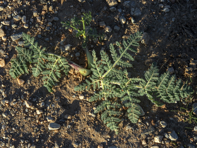 Thapsia villosa.24